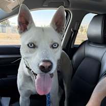 Thumbnail photo of Pedro #3