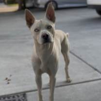 Thumbnail photo of Pedro #4