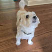 Thumbnail photo of Kili #3