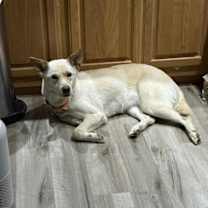 Thumbnail photo of Coco #4