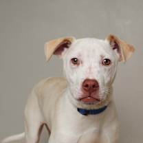 Thumbnail photo of Atreyu D63735  #2