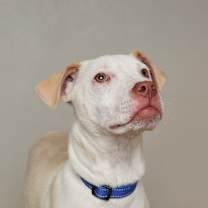 Thumbnail photo of Atreyu D63735  #4