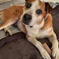 adopt-pet