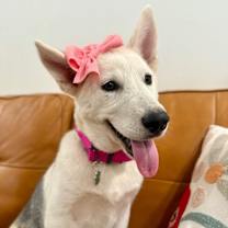 Thumbnail photo of Casey cloud puff of puppy sweetness! #1