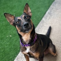 Thumbnail photo of Chocolate  #1