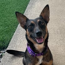 Thumbnail photo of Chocolate  #2