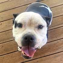 Thumbnail photo of Maisie FKA Princess #1