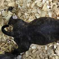 Thumbnail photo of American Staffordshire pups #2