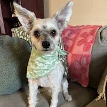 adopt-pet