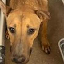adopt-pet