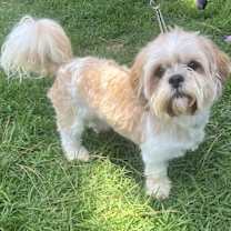 Thumbnail photo of ROCKO #1
