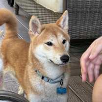 Thumbnail photo of Aramis #1