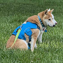 Thumbnail photo of Aramis #4