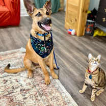 Thumbnail photo of Sherman Chip kid-approved house fun officer #4