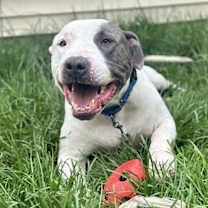 Thumbnail photo of Macbeth (Foster Needed) #1