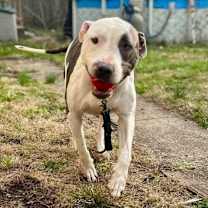 Thumbnail photo of Macbeth (Foster Needed) #2