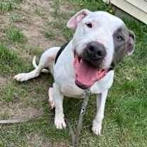 Thumbnail photo of Macbeth (Foster Needed) #3