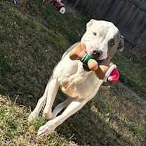 Thumbnail photo of Macbeth (Foster Needed) #4