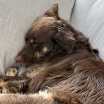 Thumbnail photo of Paco #2