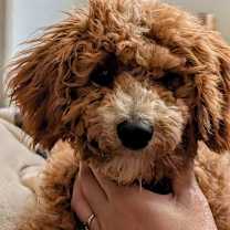 Thumbnail photo of Coconut #3