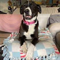 Thumbnail photo of Pup #2