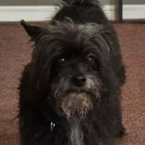 Thumbnail photo of Winston #3