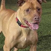 Thumbnail photo of Rosie #2