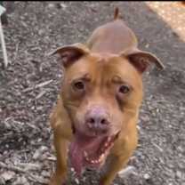 Thumbnail photo of Rosie #3