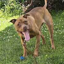 Thumbnail photo of Rosie #4