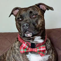 Thumbnail photo of Shadow #1