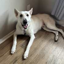 Thumbnail photo of Krypto #1