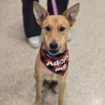 Thumbnail photo of Carnelian #1