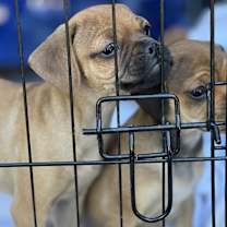 Thumbnail photo of Markee #4