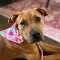 Thumbnail photo of Walnut #4