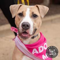 Thumbnail photo of Mango #2