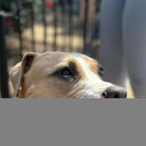 Thumbnail photo of Mango #3