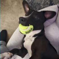 Thumbnail photo of Toby #1