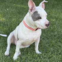 Thumbnail photo of Rose - Just Wants To Be Loved #4