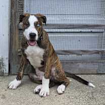 Thumbnail photo of Jersey #1