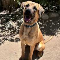 Thumbnail photo of Tiger #3