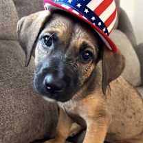 Thumbnail photo of Koda #1