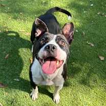 Thumbnail photo of Beetlejuice  A047632 #1