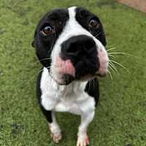 Thumbnail photo of Beetlejuice  A047632 #2