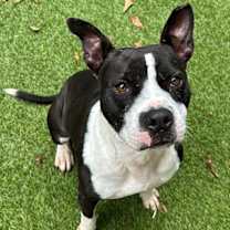 Thumbnail photo of Beetlejuice  A047632 #4