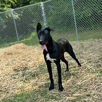 Thumbnail photo of Blaze #1