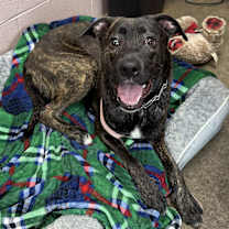 Thumbnail photo of JUNIPER WILLOW #1