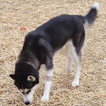 Thumbnail photo of Loki #4