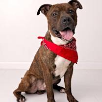 Thumbnail photo of Bam Bam/Toffee #4