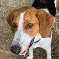 Thumbnail photo of Gimli #2