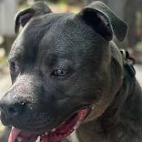 Thumbnail photo of Jakar #3